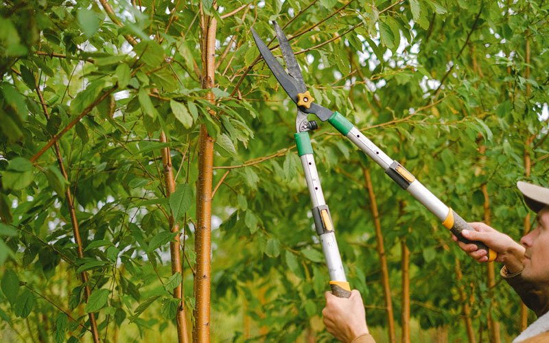 Tree trimming in Burnside, IA