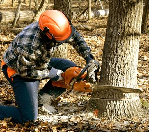 Tree Removal in Burnside, IA